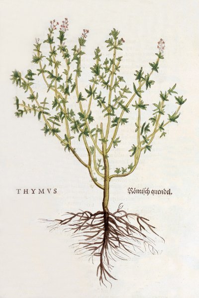 الغدة الصعترية [الزعتر] ، التوضيح من De historia stirpium commentarii insigni by Leonhard Fuchs ، تم نشره عام 1542 (قطع خشبية ملونة) بواسطة المدرسة الألمانية