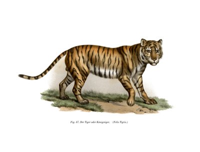 النمر ، 1860 بواسطة المدرسة الألمانية