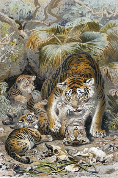 النمر ، لوحة من "Brehm's Animal Life: General Knowledge Kingdom of the Animal Kingdom" ، المجلد 1 ، ص 391 ، نشره المعهد الببليوغرافي بواسطة المدرسة الألمانية