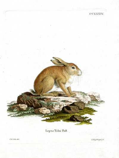 Tolai Hare (coloured engraving) بواسطة المدرسة الألمانية
