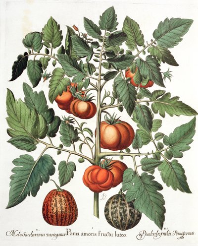 الطماطم والبطيخ والفواكه 1. بوما الحب الأصفر. 2.ميلو السكرين التلون. 3- Pseudocolocynthis pomiforme from Eystettensis by Basil Besler (1561-1629) ، حانة. 1613 بواسطة المدرسة الألمانية