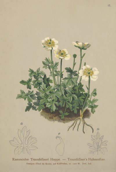 Traunfellners Crowfoot (Ranunculus Traunfellneri) بواسطة المدرسة الألمانية
