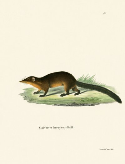 Treeshrew (نقش ملون) بواسطة المدرسة الألمانية