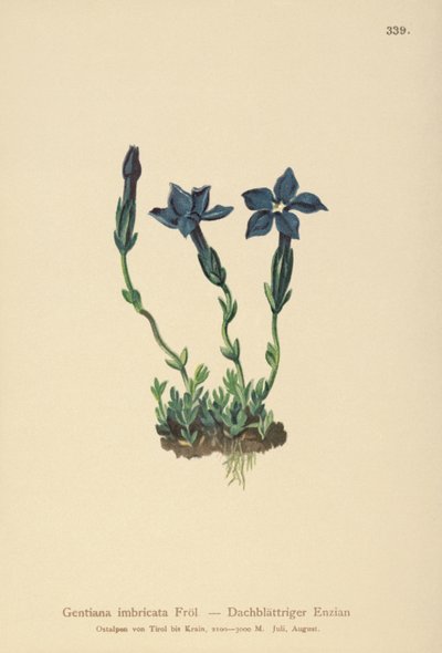 Triglav Gentian (Gentiana terglouensis، Gentiana imbricata) بواسطة المدرسة الألمانية