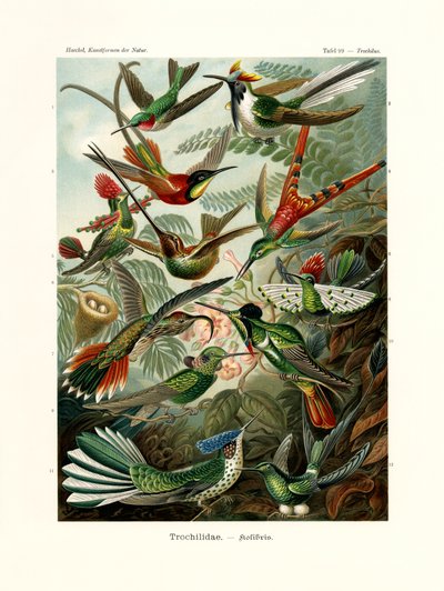 Trochilidae ، 1899-1904 بواسطة المدرسة الألمانية