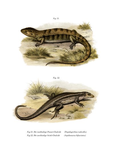 Tropidogerrhon rudicollis (colour litho) بواسطة المدرسة الألمانية