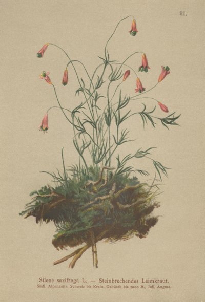 Catchfly معنقدة (ساكسيراجا silene) بواسطة المدرسة الألمانية