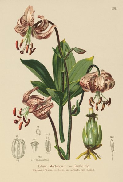 Turks Cap Lily (Lilium Martagon) بواسطة المدرسة الألمانية