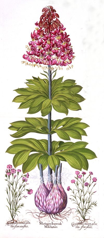 تركس كاب ليلي وديانثوس ، من Hortus Eystettensis ، بقلم Basil Besler (1561-1629) ، حانة. 1613 (نقش يدوي) بواسطة المدرسة الألمانية