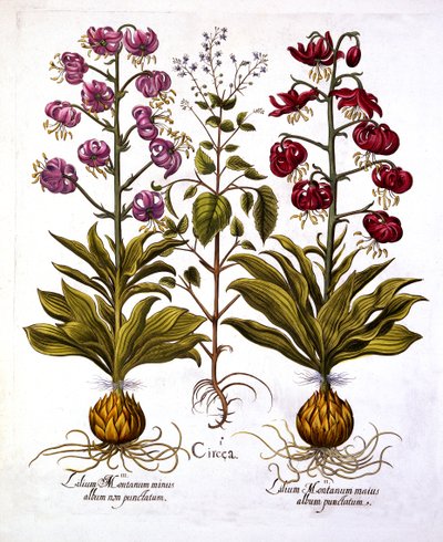 Turks Cap Lily and Enchanters Nightshade ، من Hortus Eystettensis ، بقلم Basil Besler (1561-1629) ، حانة. 1613 (نقش يدوي) بواسطة المدرسة الألمانية