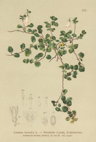 التوأم (Linnaea borealis) بواسطة المدرسة الألمانية