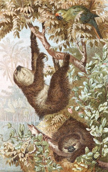 حيوان الكسلان ذو الأصابع ، لوحة من "Brehm's Animal Life: General Knowledge Kingdom of the Animal Kingdom" ، المجلد 2 ، الصفحة 646 ، نشره المعهد الببليوغرافي بواسطة المدرسة الألمانية