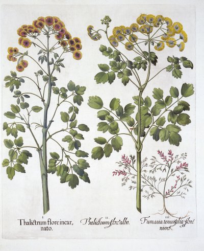 نوعان من Meadow Rue و Fumewort ، من Hortus Eystettensis ، بقلم Basil Besler (1561-1629) ، حانة. 1613 (نقش يدوي) بواسطة المدرسة الألمانية