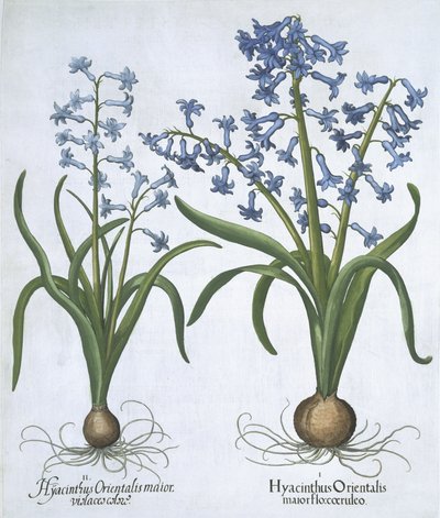 صفيرتان أزرقتان ، من Hortus Eystettensis ، بقلم Basil Besler (1561-1629). 1613 (نقش يدوي) بواسطة المدرسة الألمانية