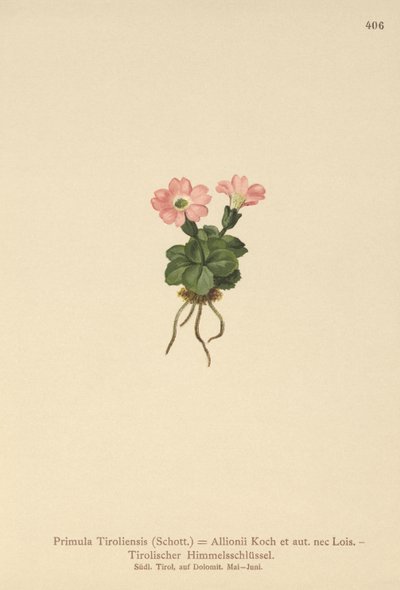 زهرة الربيع التيرولية (Primula tyrolensis ، Primula Tirolensis ، Primula Allionii) بواسطة المدرسة الألمانية