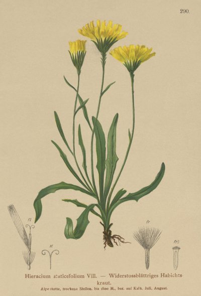 Umbrella Milkwort (Hieracium staticefolium ، Hieracium staticifolium ، Tolpis staticifolia ، Chlorocrepis staticifolium ، Chlorocrepis staticifolia) بواسطة المدرسة الألمانية