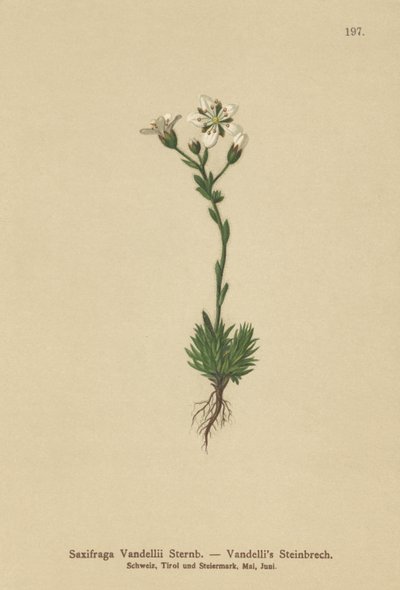 Vandellis Saxifrage (Saxifraga Vandellii) بواسطة المدرسة الألمانية
