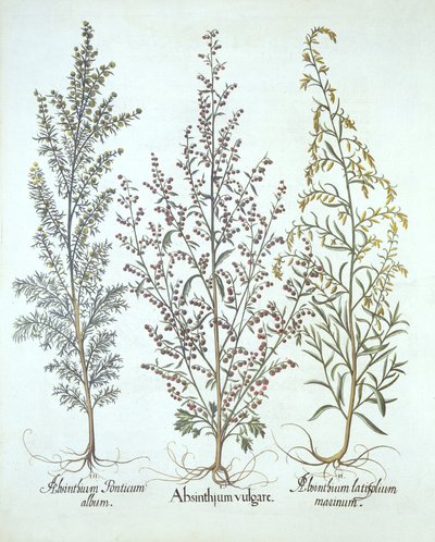 اختلافات الشيح ، من Hortus Eystettensis ، بقلم Basil Besler (1561-1629) ، حانة. 1613 (نقش يدوي) بواسطة المدرسة الألمانية