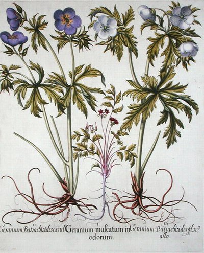 أصناف من إبرة الراعي ، من "Hortus Eystettensis" لباسل بيسلر (1561-1629) ، حانة. 1613 (نقش ملون يدوي) بواسطة المدرسة الألمانية
