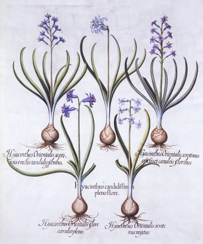 أصناف من صفير مع لمبة ، من Hortus Eystettensis ، بقلم Basil Besler (1561-1629) ، حانة. 1613 (نقش يدوي) بواسطة المدرسة الألمانية