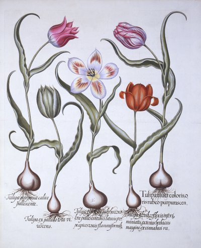 أصناف من الخزامى ، من Hortus Eystettensis ، بقلم Basil Besler (1561-1629) ، حانة. 1613 (نقش يدوي) بواسطة المدرسة الألمانية