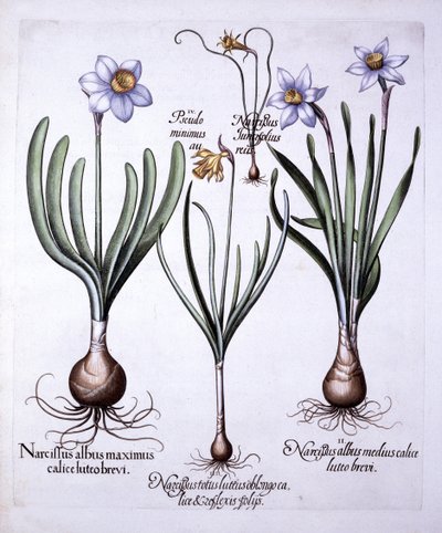 نرجسي مختلفة ، من Hortus Eystettensis ، بقلم باسل بيسلر (1561-1629) ، حانة. 1613 (نقش يدوي) بواسطة المدرسة الألمانية