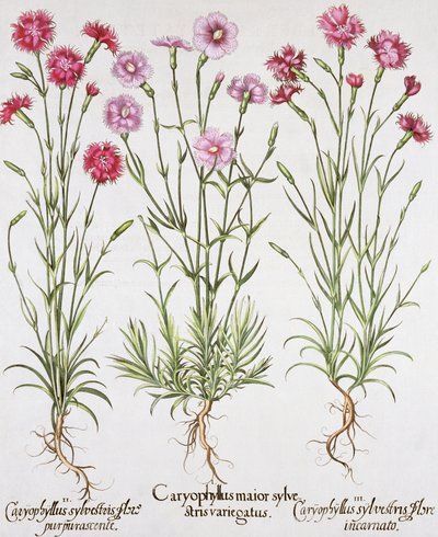 أصناف مختلفة من Dianthus ، من Hortus Eystettensis بقلم Basil Besler (1561-1629) ، حانة. 1613 (نقش يدوي) بواسطة المدرسة الألمانية