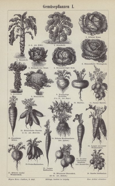 Vegetables (engraving) بواسطة المدرسة الألمانية