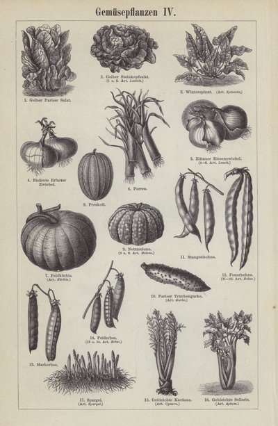 Vegetables (engraving) بواسطة المدرسة الألمانية