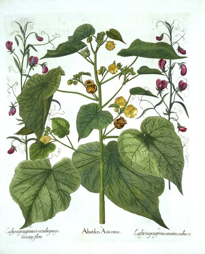 Velvetleaf و Sweet Peas ، من Hortus Eystettensis ، بقلم Basil Besler (1561-1629) ، حانة. 1613 (نقش يدوي) بواسطة المدرسة الألمانية