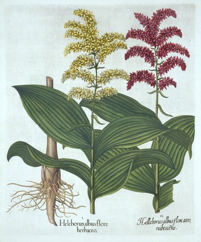 Veratrum ، من "Hortus Eystettensis" ، بقلم باسل بيسلر بواسطة المدرسة الألمانية