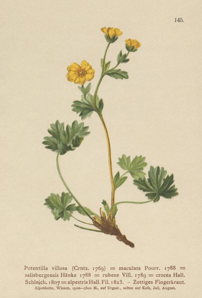 زعنفة Cinquefoil (Potentilla villosa ، Potentilla maculata ، Potentilla rubens ، Potentilla crocea ، Potentilla alpestris ، Potentilla salisburgensis) بواسطة المدرسة الألمانية