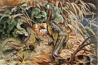 سحلية مراقبة المياه ، لوحة من "Brehms Tierleben> Allgemeine Kunde des Tierreichs" ، المجلد 7 ، ص 117 ، نشره Bibliographisches Institut بواسطة المدرسة الألمانية