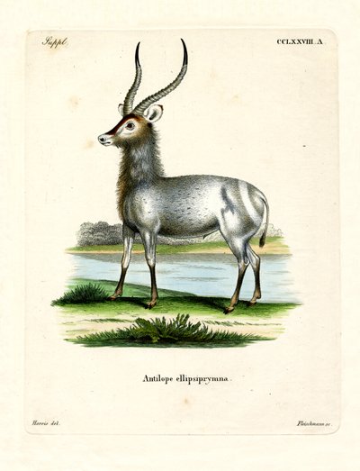 Waterbuck (نقش ملون) بواسطة المدرسة الألمانية