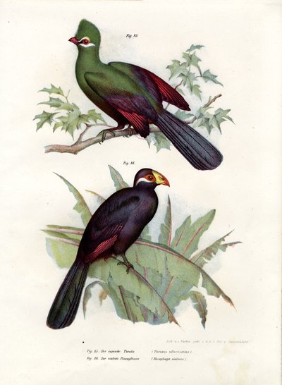 Turaco متوج الأبيض ، 1864 بواسطة المدرسة الألمانية