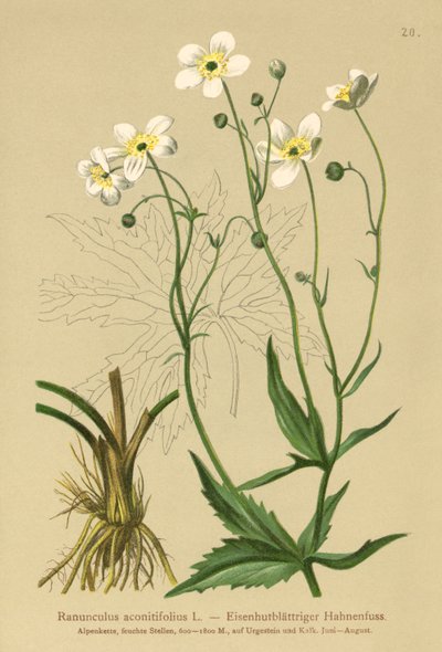 أزرار العازبين البيض (حوذان aconitifolius) بواسطة المدرسة الألمانية