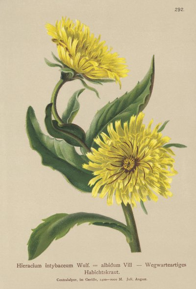 الصقر الأبيض (Hieracium intybaceum) بواسطة المدرسة الألمانية
