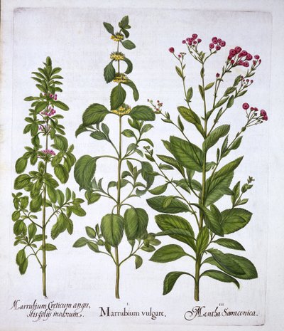 White Horehound، Horehound and Mint، from Hortus Eystettensis، by Basil Besler (1561-1629)، pub. 1613 (نقش يدوي) بواسطة المدرسة الألمانية