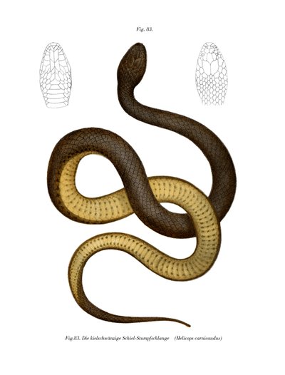 Wied's Keelback (لون ليثو) بواسطة المدرسة الألمانية