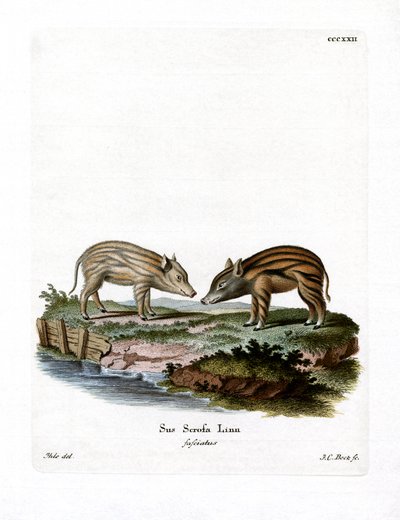 Wild Boar Piglets (coloured engraving) بواسطة المدرسة الألمانية