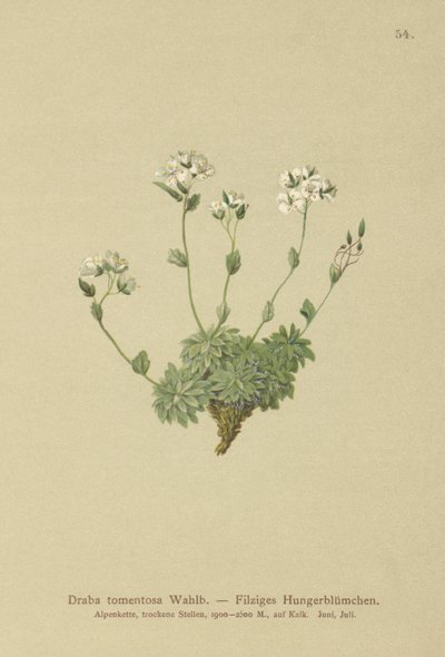 Wolley Whitlow العشب (Draba tomentosa) بواسطة المدرسة الألمانية