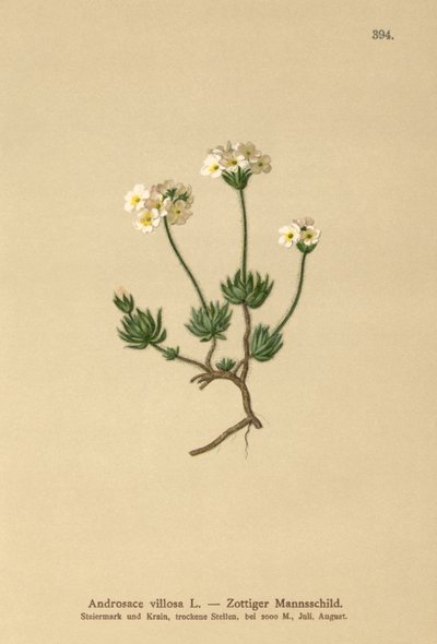 وولي روك ياسمين (Androsace villosa) بواسطة المدرسة الألمانية