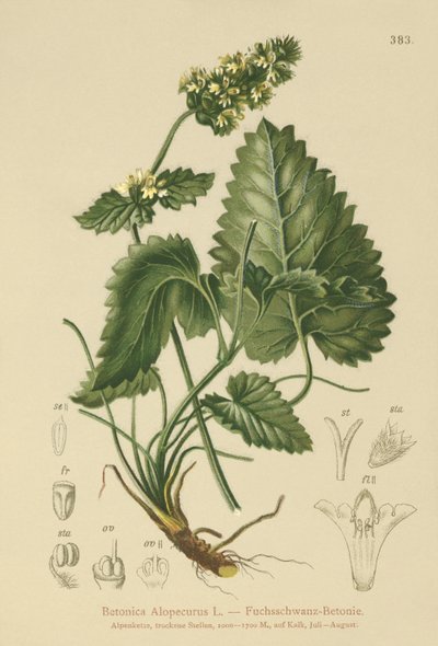 بيتوني أصفر (Betonica Alopecurus ، Stachys alopecuros) بواسطة المدرسة الألمانية