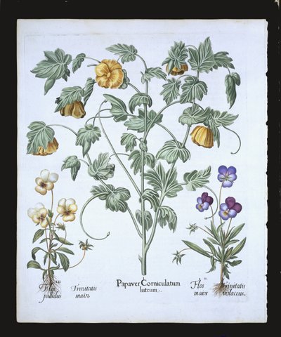 الخشخاش ذو القرن الأصفر ، من Hortus Eystettensis بقلم باسل بيسلر (1561-1629) ، حانة. 1613 (نقش يدوي) بواسطة المدرسة الألمانية