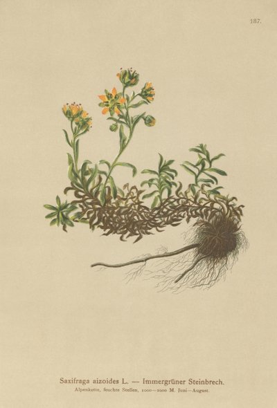 Yellow Mountain Saxifrage (Saxifraga aizoides) بواسطة المدرسة الألمانية