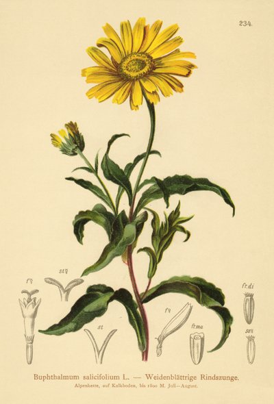 أصفر عين الثور (Buphthalmum salicifolium) بواسطة المدرسة الألمانية