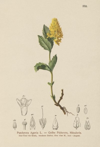 الأصفر Paederota (Paederota Ageria ، Paederota lutea) بواسطة المدرسة الألمانية