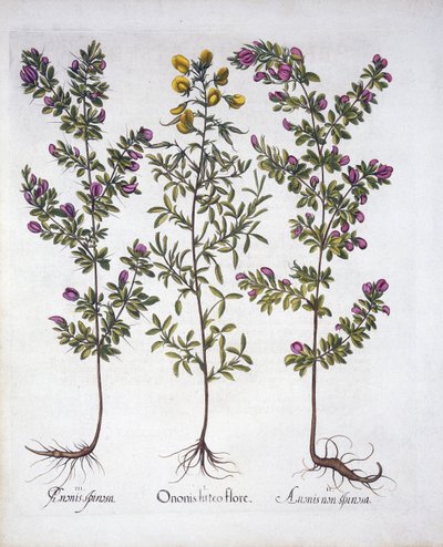 الأصفر Rest-Harrow ، Pink Rest-Harrow و Pink Thorny Rest-Harrow ، من Hortus Eystettensis ، بقلم Basil Besler (1561-1629) ، حانة. 1613 (نقش يدوي) بواسطة المدرسة الألمانية