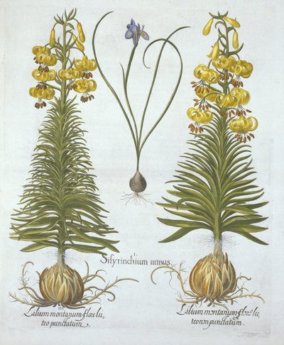 الأصفر Turkscap Lily مع لمبة وعشب أزرق قزم ، من Hortus Eystettensis ، بقلم Basil Besler (1561-1629) ، حانة. 1613 (نقش يدوي) بواسطة المدرسة الألمانية