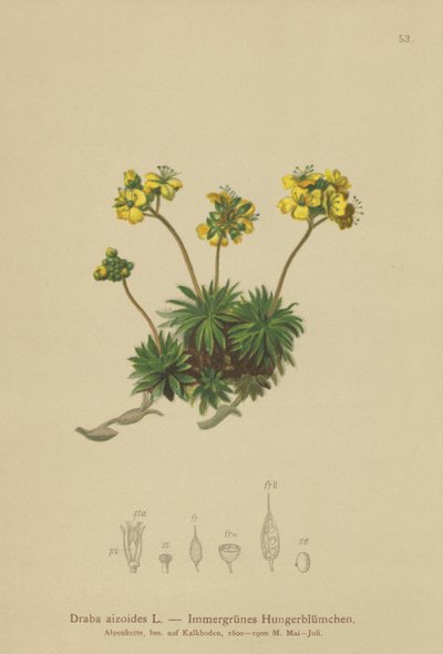عشب ويتلو الأصفر (Draba aizoides) بواسطة المدرسة الألمانية